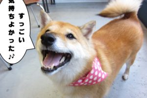 笑顔柴犬
