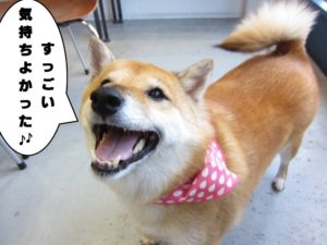 笑顔柴犬