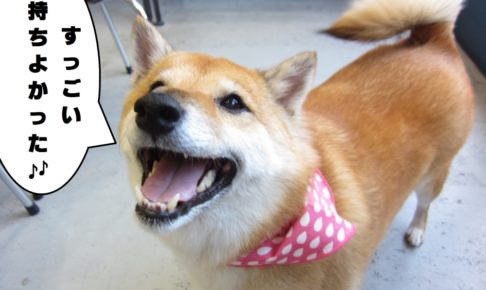 笑顔柴犬