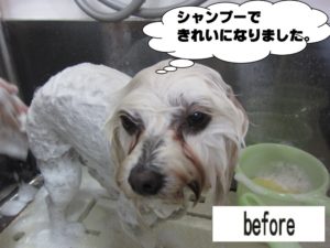 シャンプー中マルチーズ
