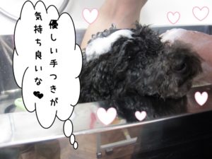 シャンプー中トイプードル