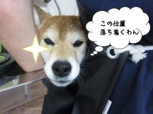 スパ中柴犬