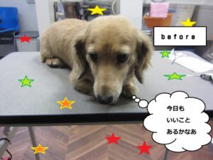 カット前ミニチュアダックス