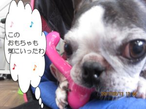 施術後ボストンテリア