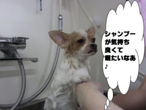 シャンプー中チワワ