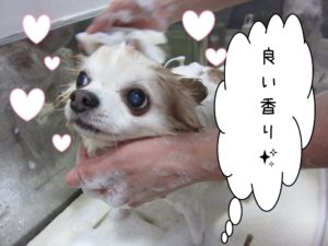 シャンプー中チワワ