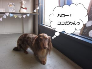 施術前ミニチュアダックス