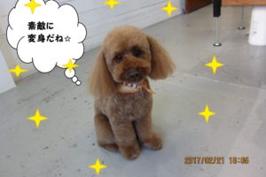 おすましおすわりトイプードル