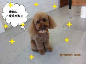 おすましおすわりトイプードル