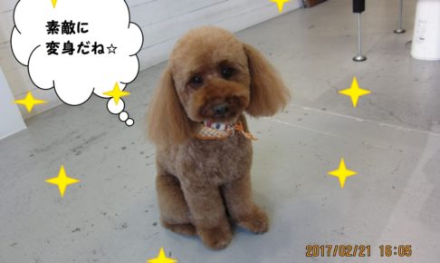 おすましおすわりトイプードル