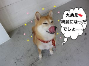 施術後柴犬