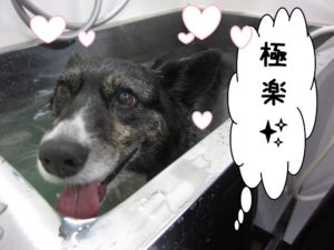 スパ中コーギー