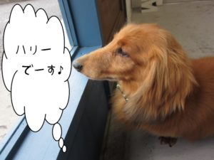 施術後ミニチュアダックス