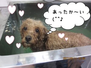 スパ中トイプードル