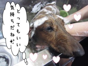 シャンプー中ミニチュアダックス