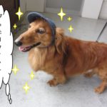 笑顔ミニチュアダックス