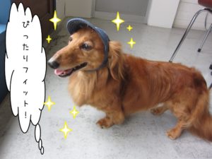 笑顔ミニチュアダックス