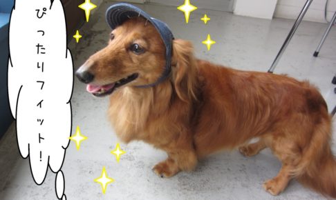 笑顔ミニチュアダックス