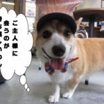 お洒落笑顔コーギー