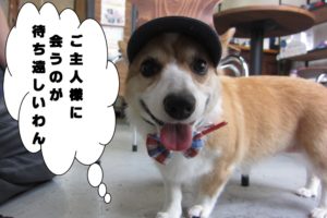 お洒落笑顔コーギー