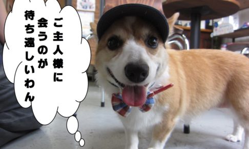 お洒落笑顔コーギー