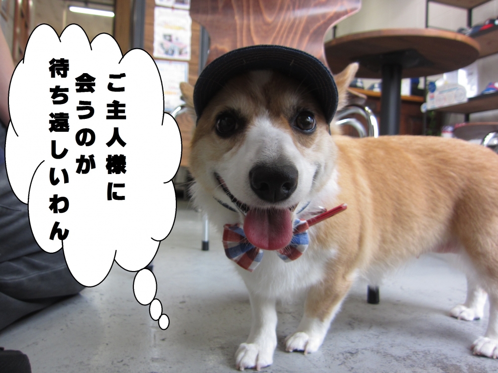 お洒落笑顔コーギー