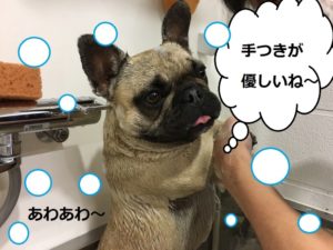 シャンプー中フレンチブルドッグ