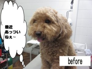 カット前トイプードル