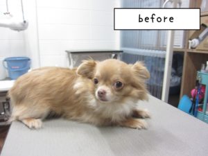 カット前チワワ