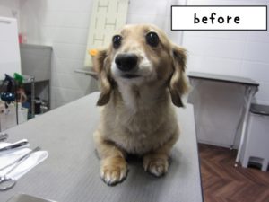 カット前ミニチュアダックス