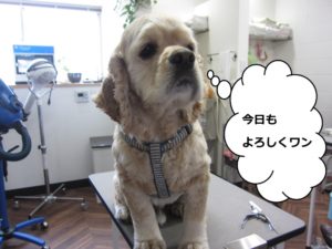 カット前コッカー