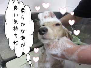 シャンプー中ミニチュアダックス