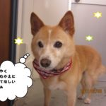 おすましミックス