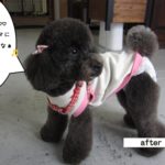 おすましトイプードル