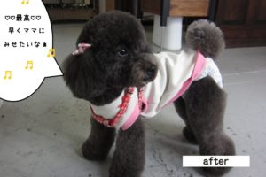 おすましトイプードル