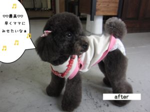 おすましトイプードル