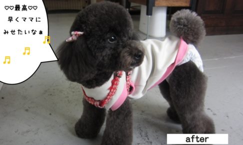 おすましトイプードル