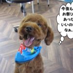 笑顔舌出しトイプードル