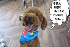 笑顔舌出しトイプードル