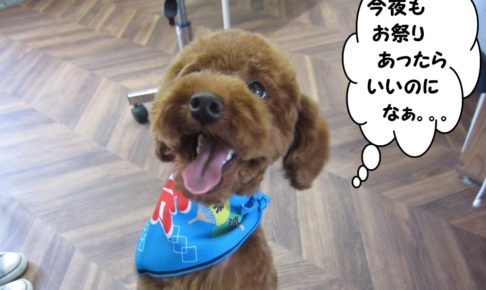 笑顔舌出しトイプードル