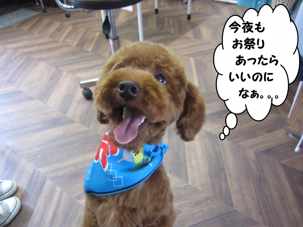 笑顔舌出しトイプードル