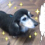 おすましミニチュアダックス