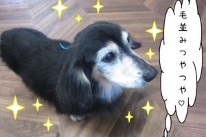 おすましミニチュアダックス