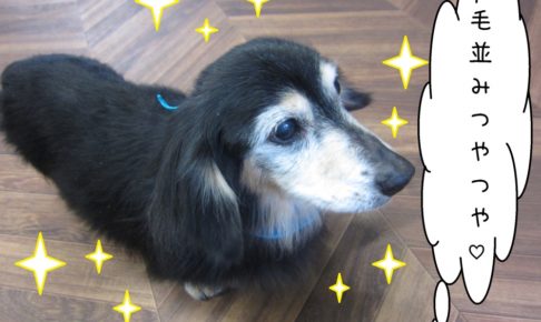 おすましミニチュアダックス