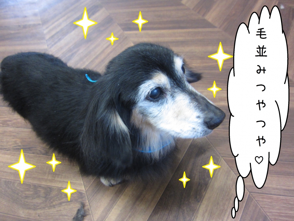 おすましミニチュアダックス