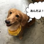 笑顔ミニチュアダックス