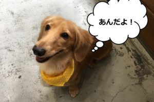 笑顔ミニチュアダックス