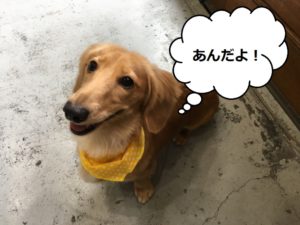 笑顔ミニチュアダックス