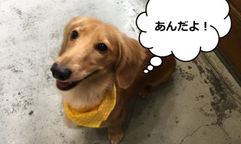 笑顔ミニチュアダックス