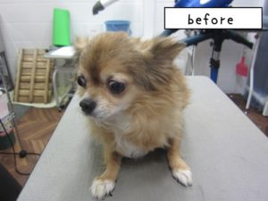 カット前チワワ